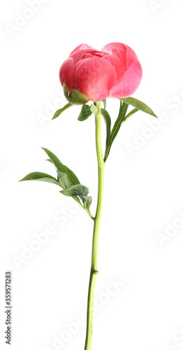 Beautiful pink peony bud isolated on white
