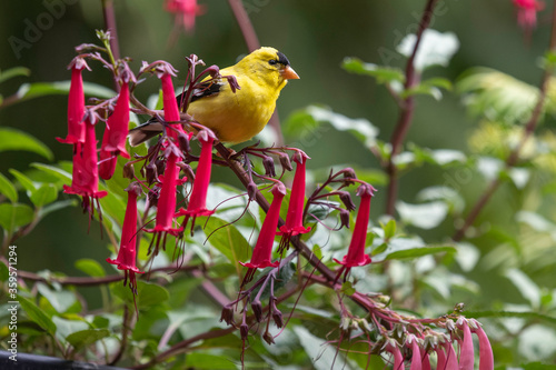 American Goldfinch with flowers