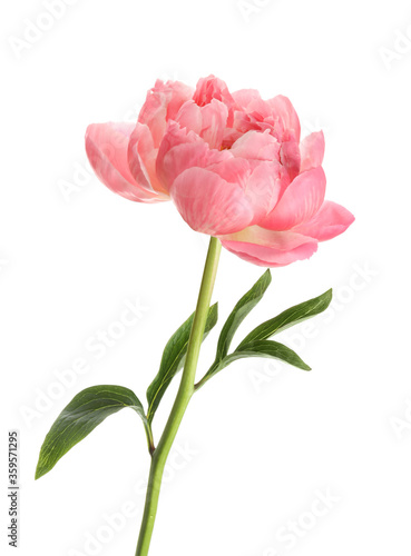 Fototapeta Naklejka Na Ścianę i Meble -  Beautiful blooming pink peony isolated on white