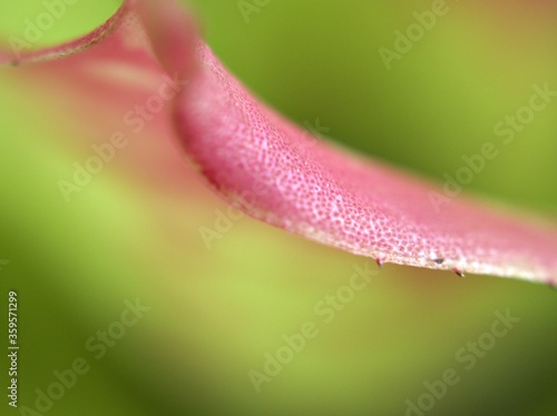 Closeup pink leaf with soft focus  macro image  bright and green blurred for background  sweet color  nature leaves for card design