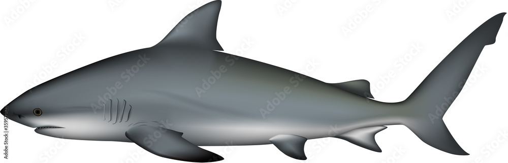 サメ イラスト オオメジロザメ Stock Vector Adobe Stock