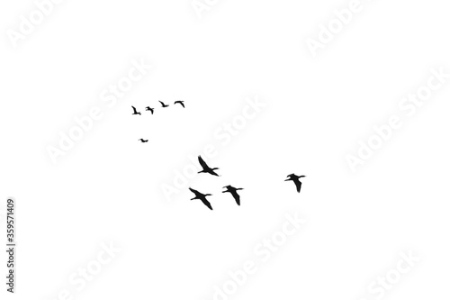 a flock of black cormorant sea birds against a pure white sky suitable for compositing