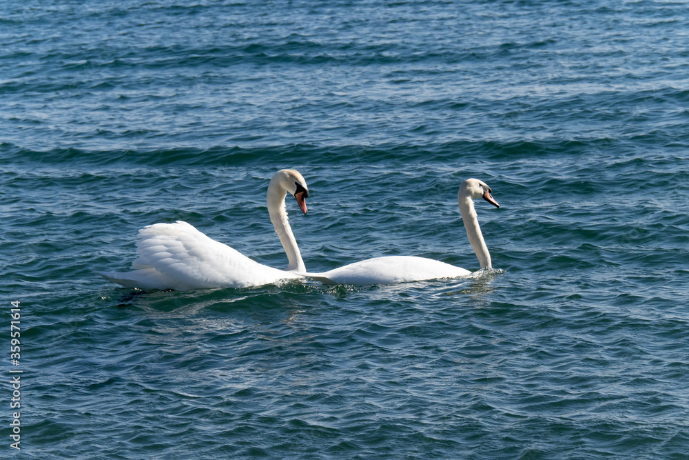 two white Mute Swan (Cygnus olor) floating in the water of a blue lake two white Mute Swan (Cygnus olor) floating in the water of a blue lake