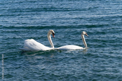 two white Mute Swan (Cygnus olor) floating in the water of a blue lake