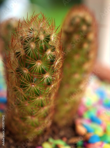 Closeup macro green Mammillaria elongata ,Kopper king cactus desert plants and blurred background, soft focus ,sweet color for card design photo