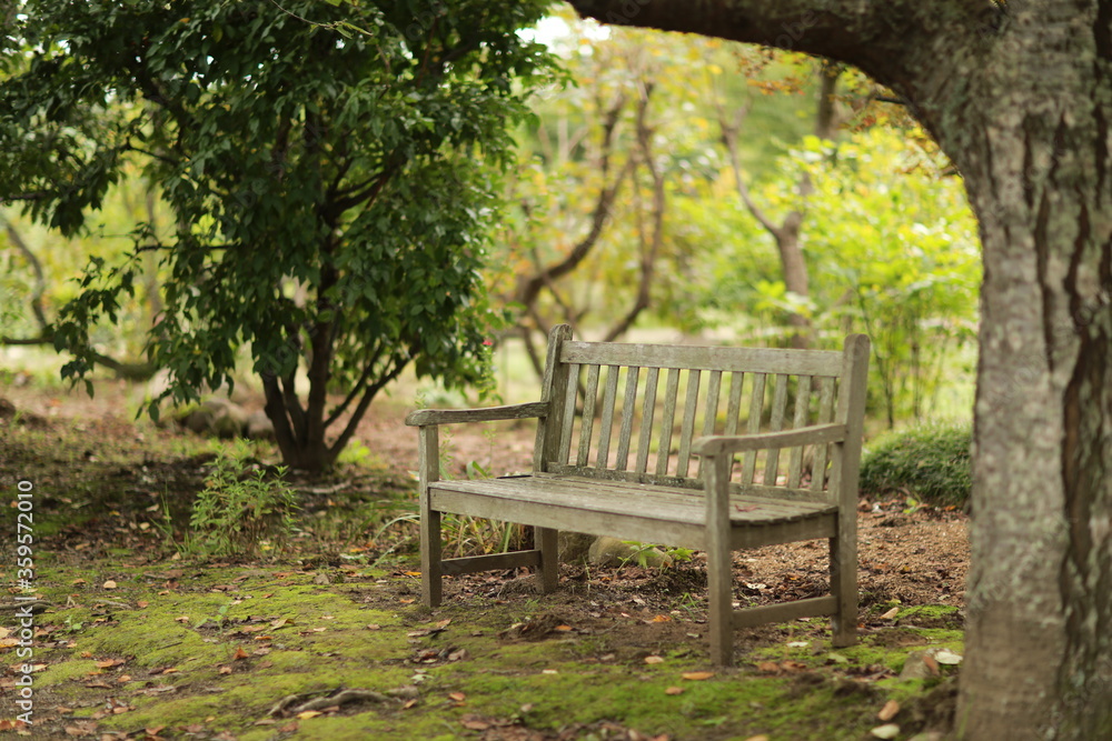 bench in the park bench in the park