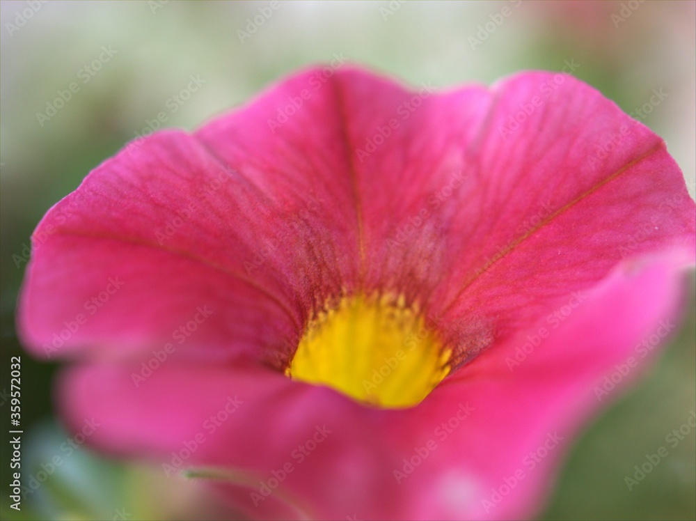 Closeup pink petals petunia flower with blurred background ,macro image ,soft focus ,sweet color for card design