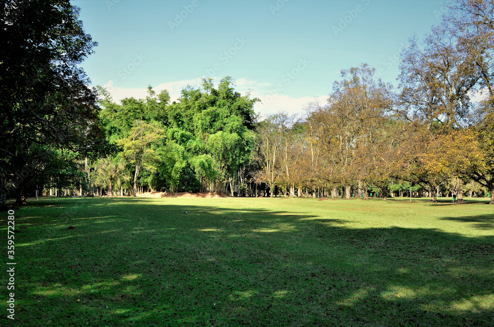 O belo gramada e árvores do parque da cidade
