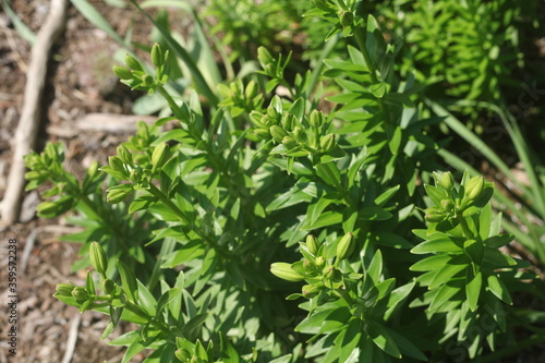 flower plants buds, green