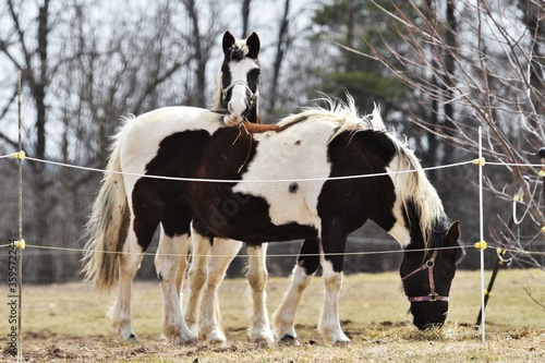 Two Pintos photo