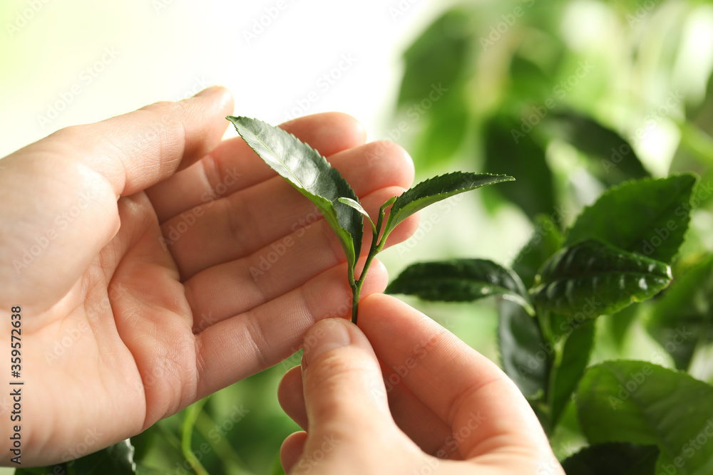 Farmer holding green leaves near tea plant against blurred background, closeup Farmer holding green leaves near tea plant against blurred background, closeup