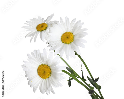 Fototapeta Naklejka Na Ścianę i Meble -  Bouquet of beautiful chamomile flowers on white background