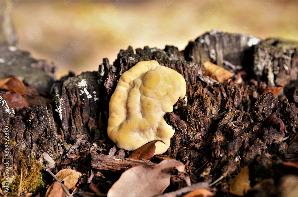 Detalhes da Hydnotrya no tronco da árvore no bosque Detalhes da Hydnotrya no tronco da árvore no bosque