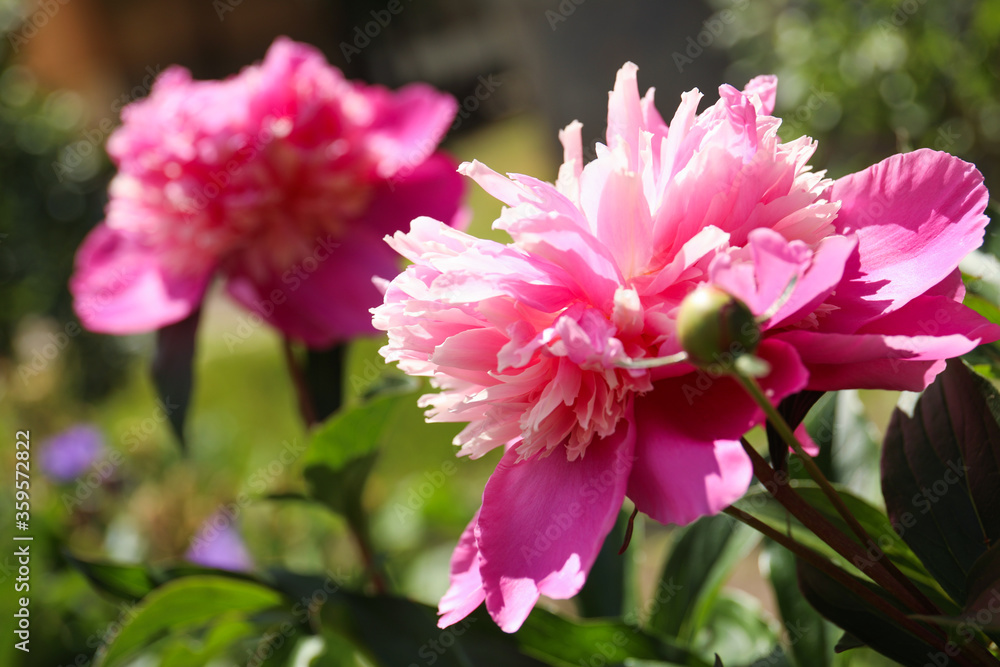 Closeup view of blooming pink peony bush outdoors Closeup view of blooming pink peony bush outdoors