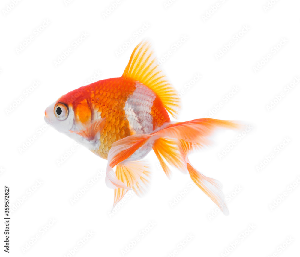Fototapeta premium Beautiful bright small goldfish isolated on white