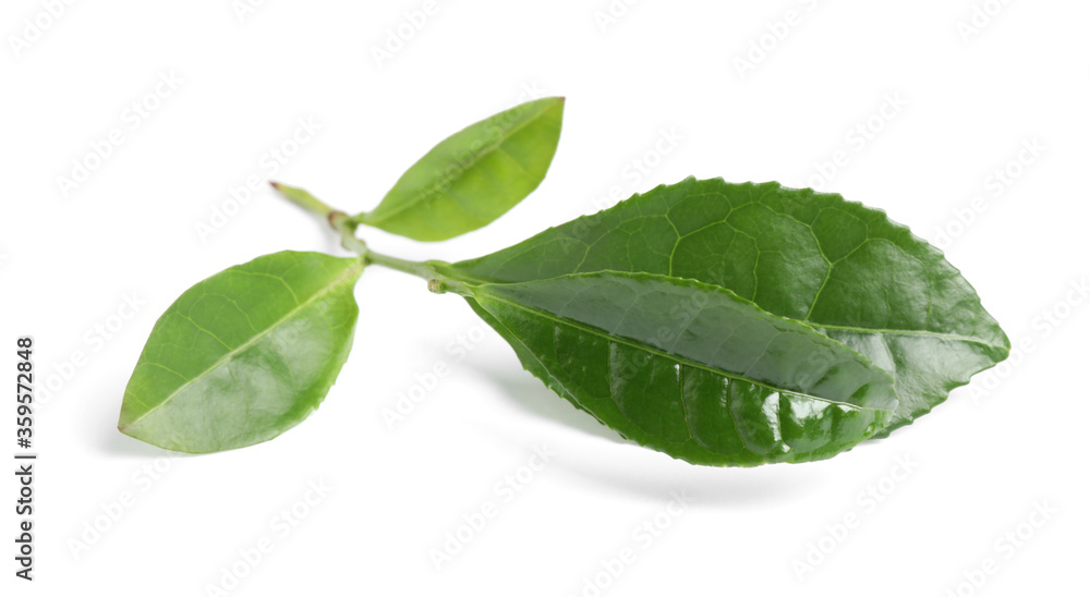 Green leaves of tea plant isolated on white Green leaves of tea plant isolated on white