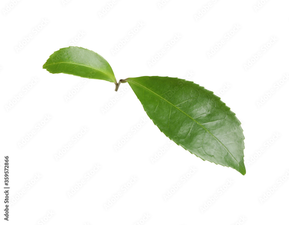 Fototapeta premium Green leaves of tea plant isolated on white