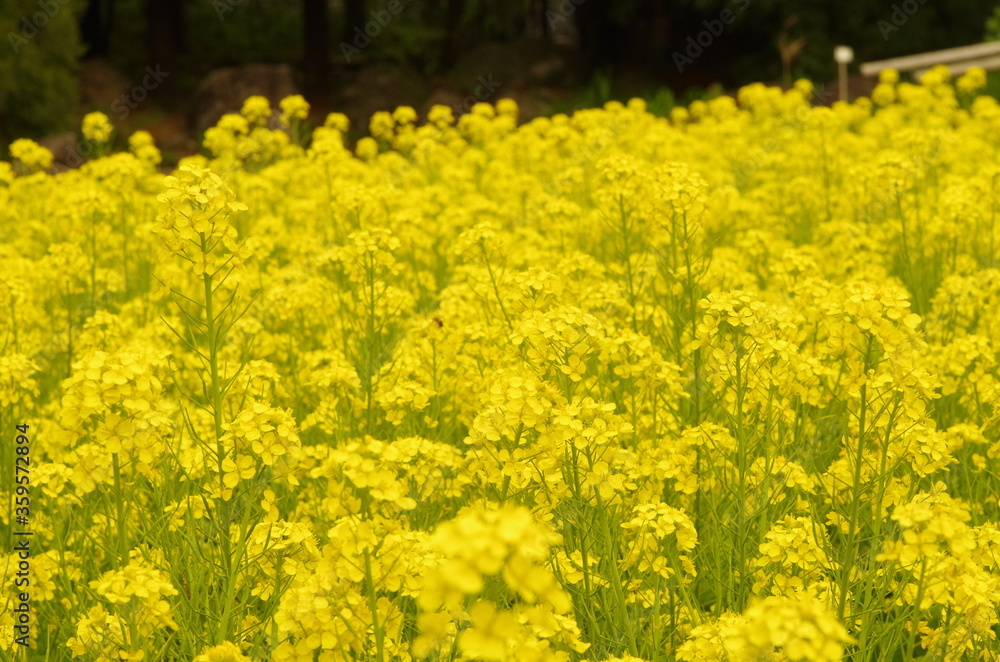 Fototapeta premium 菜の花
