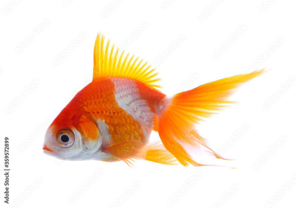Beautiful bright small goldfish isolated on white Beautiful bright small goldfish isolated on white