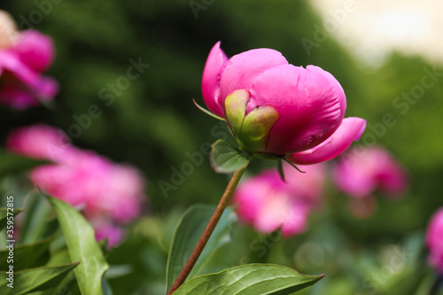 Beautiful pink peony bud outdoors  closeup view