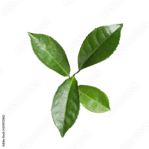 Green leaves of tea plant isolated on white