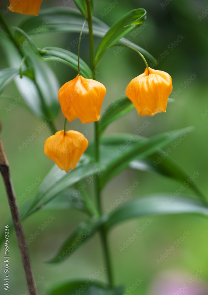 サンダーソニアの花 Stock 写真 Adobe Stock