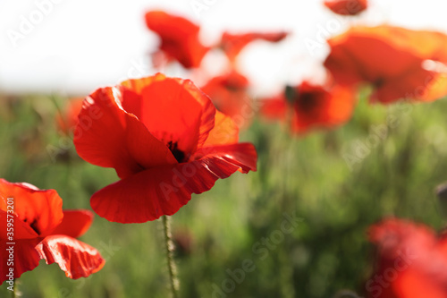 Beautiful blooming poppy flowers in field on spring day, closeup