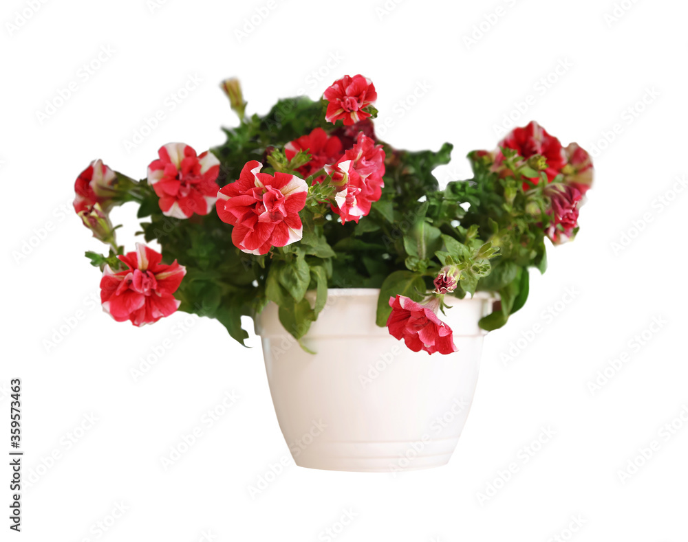 Obraz premium Beautiful red flowers in plant pot on white background