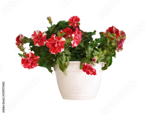 Beautiful red flowers in plant pot on white background