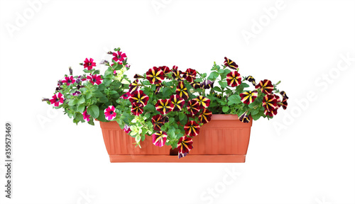 Beautiful flowers in plant pot on white background