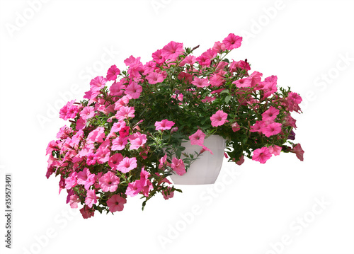 Beautiful pink flowers in plant pot on white background