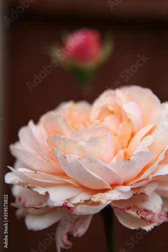 Extreme closeup of beautiful apricot rose