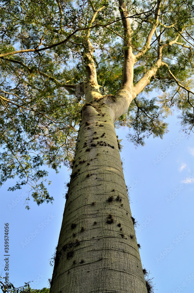 Fototapeta premium Tronco de uma grande árvore no parque