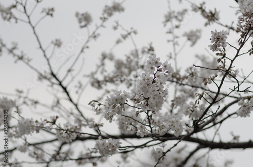 桜 © SHUN