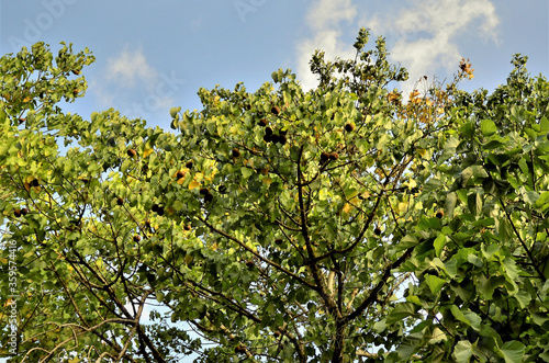 Árvore da Basiloxylon brasiliensis no parque