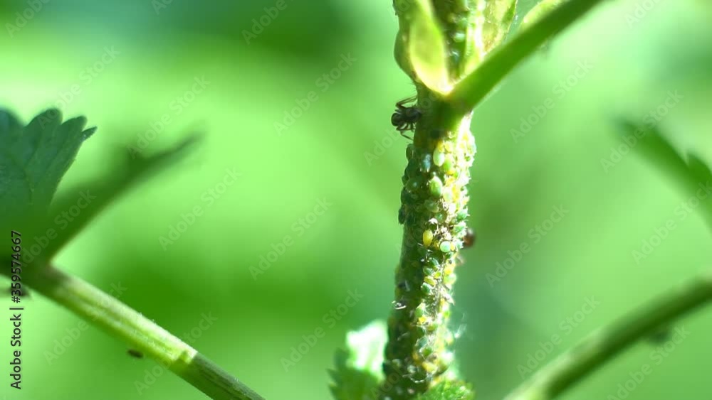 A colony of ants farming aphids in Close-up - 4K VIDEO. Macro of insect pests - plant lice, vegetable fly, black fly white juice from plants. A colony of ants farming aphids in Close-up - 4K VIDEO. Macro of insect pests - plant lice, vegetable fly, black fly white juice from plants.