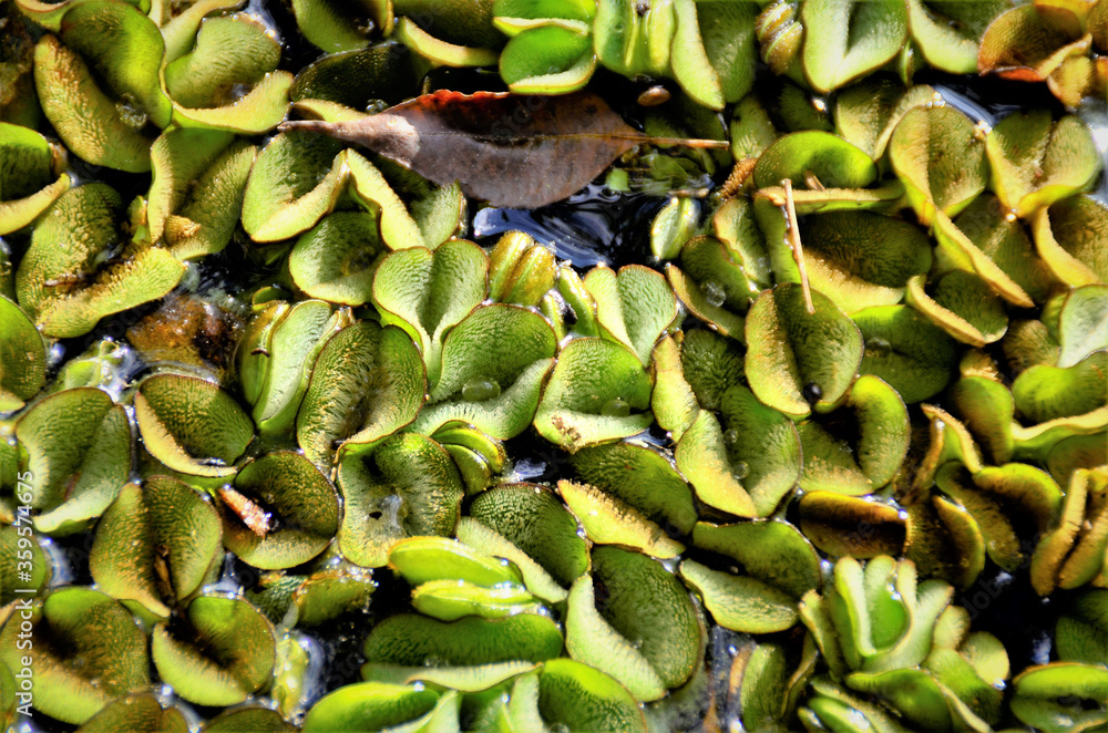 Bela Salvinia auriculata no lago do parque Bela Salvinia auriculata no lago do parque