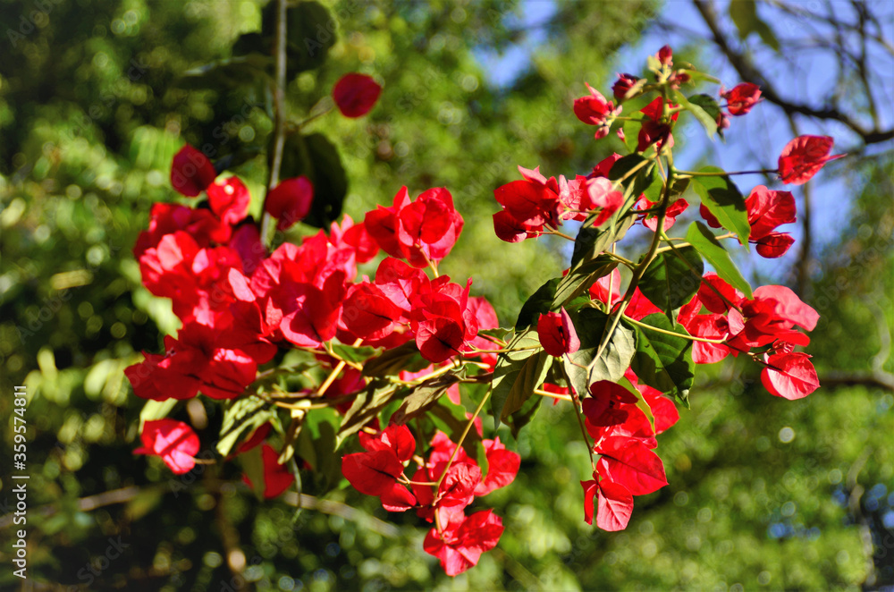 A bela flores da Bougainvillea no jardim