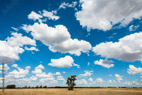 Lone tree in field under huge sky in Australian outback