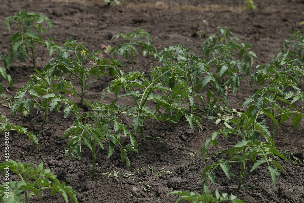agricultural crops in the garden in the village agricultural crops in the garden in the village