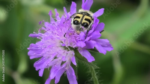 Trichius fasciatus,insetto,su fiore photo