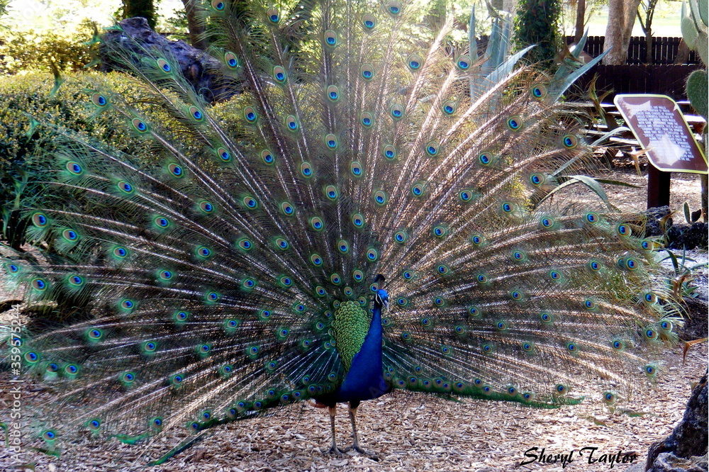 Obraz premium peacock with feathers out
