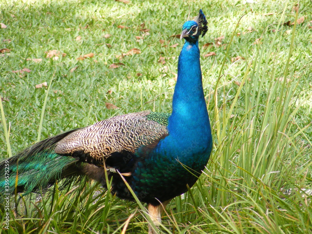 Obraz premium peacock with feathers