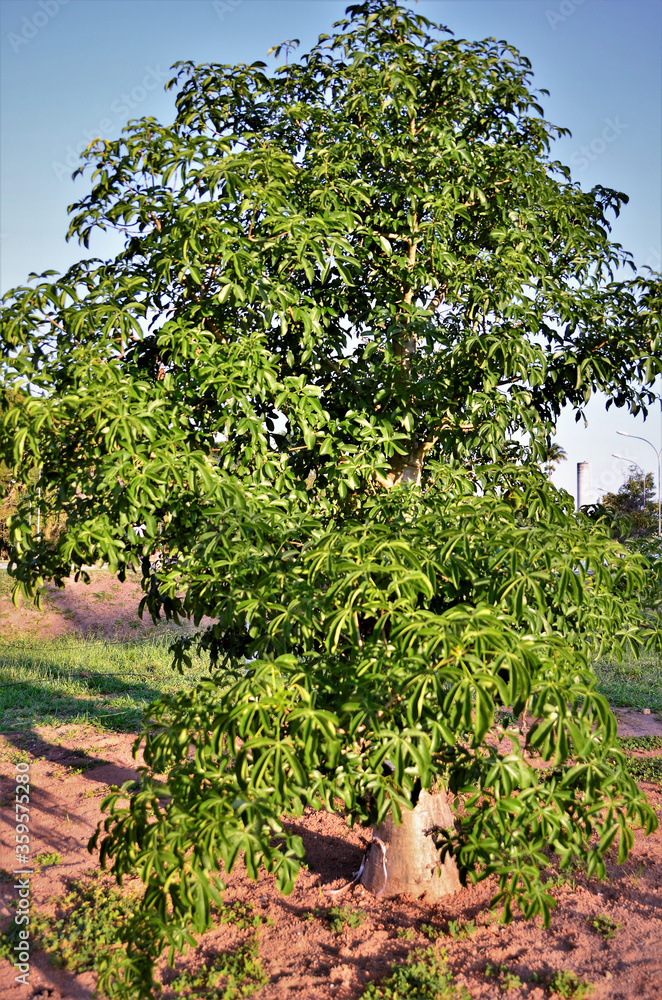 A bela árvore da Adansonia digitata crescendo no parque