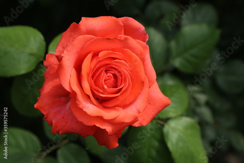 Wallpaper Mural red rose petals in the garden Torontodigital.ca