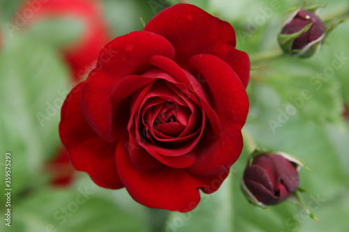 red rose petals in the garden © Сергей Луговский