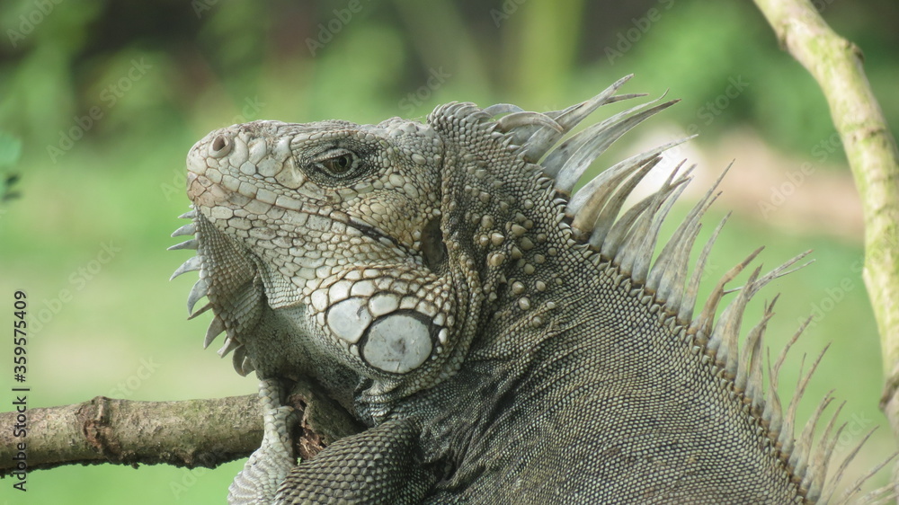 Fototapeta premium Perfil de iguana 