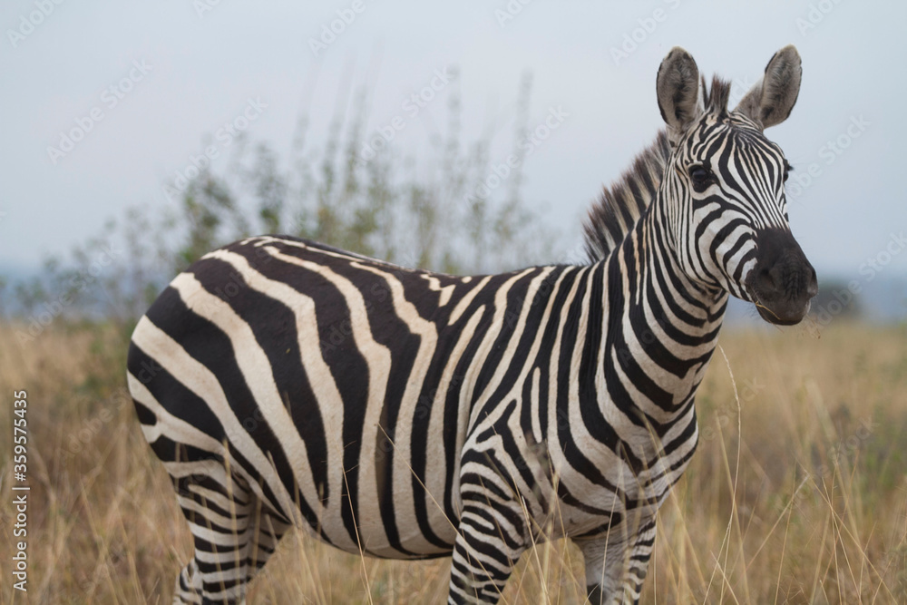 Fototapeta premium Zebras roaming free in the wild 