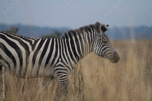 Zebras roaming free in the wild 