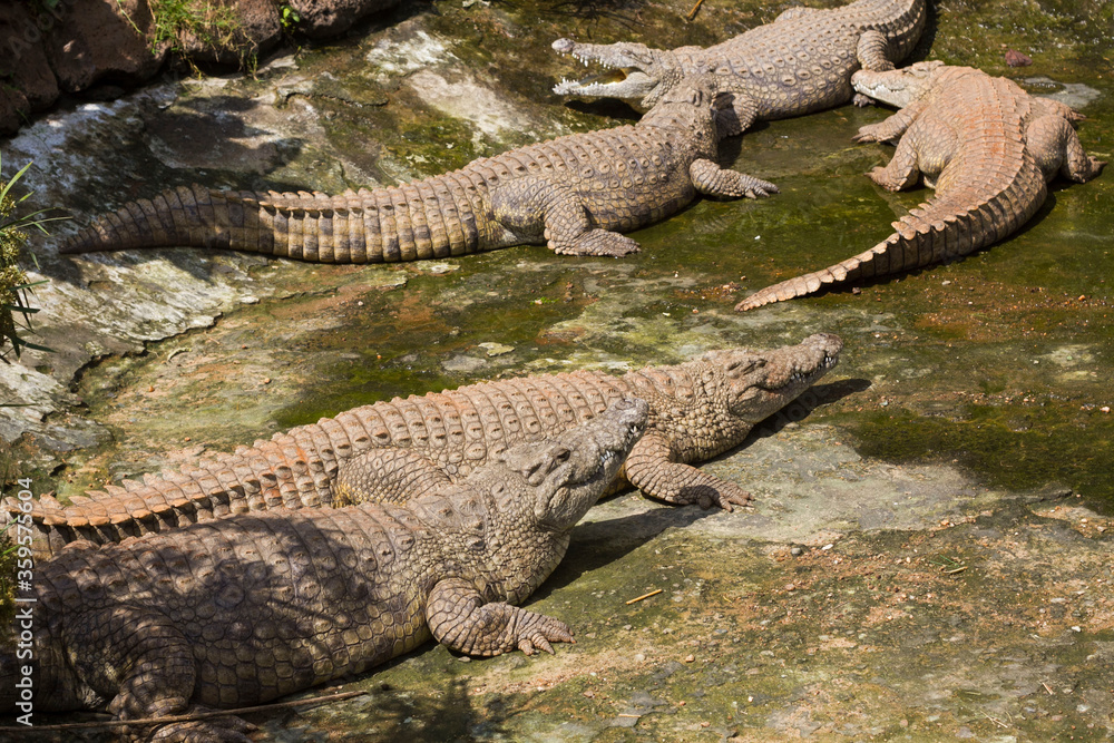 A crocodile pit with giant crocodiles A crocodile pit with giant crocodiles